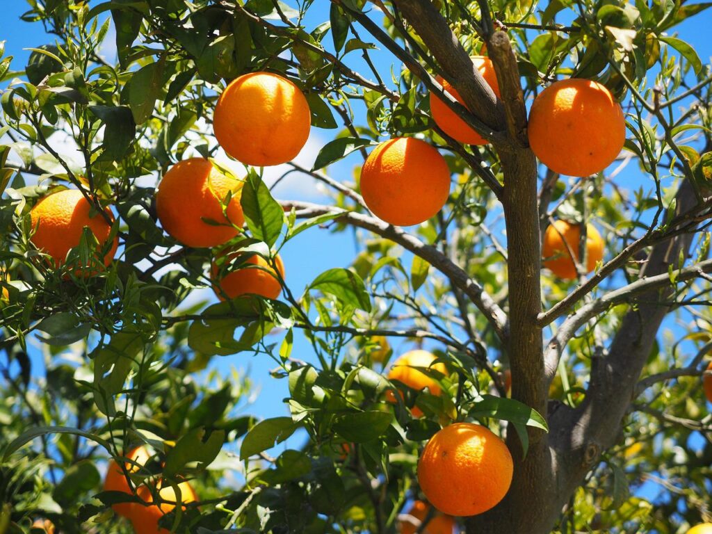 oranges, fruits, grove-1117628.jpg
